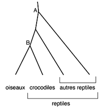 Figure 2. Généalogie simplifiée des oiseaux et des reptiles.